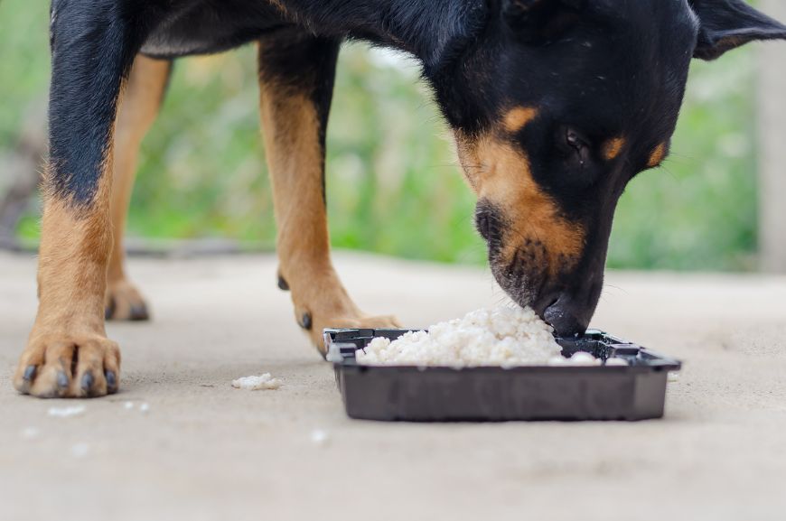 Можно ли кормить собаку рисом