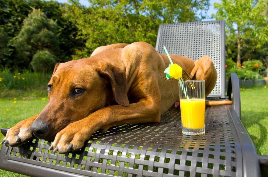 Можно ли собакам апельсиновый сок