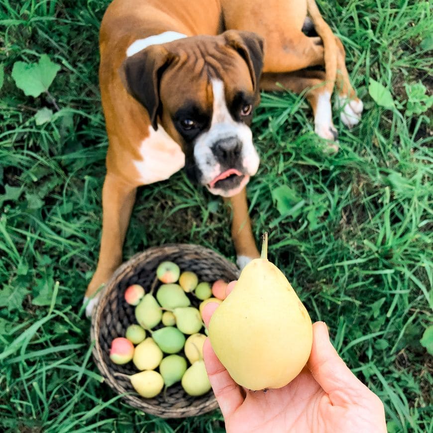 Можно ли собакам есть грушу?