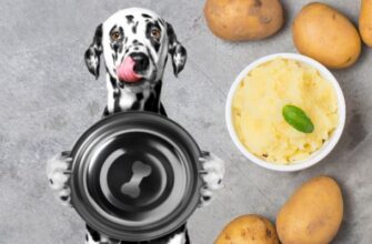 Можно ли собакам есть картошку