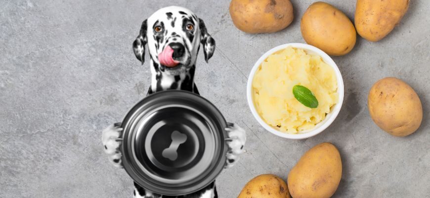 Можно ли собакам есть картошку