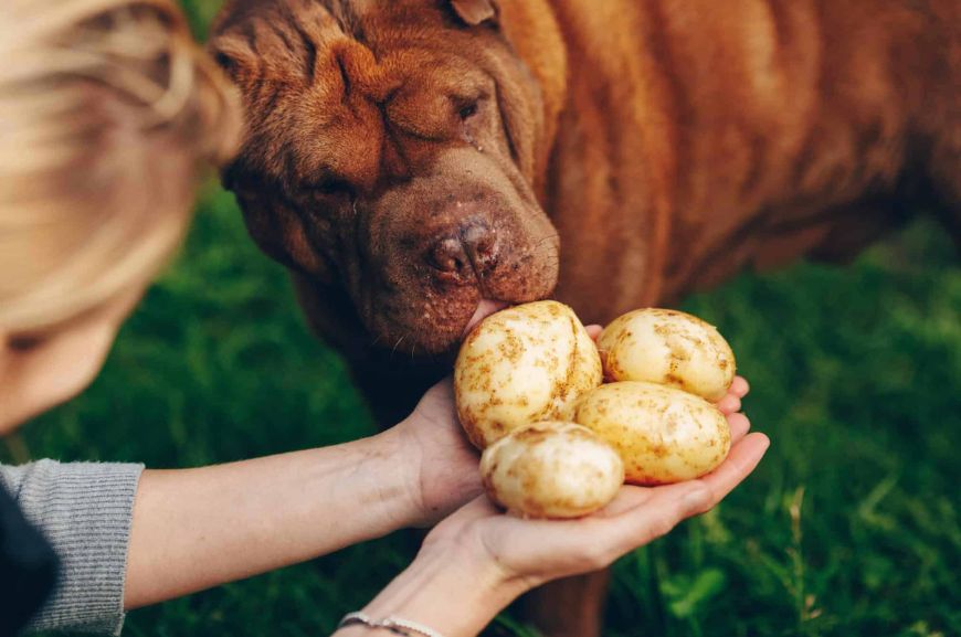 Можно ли собакам давать картошку