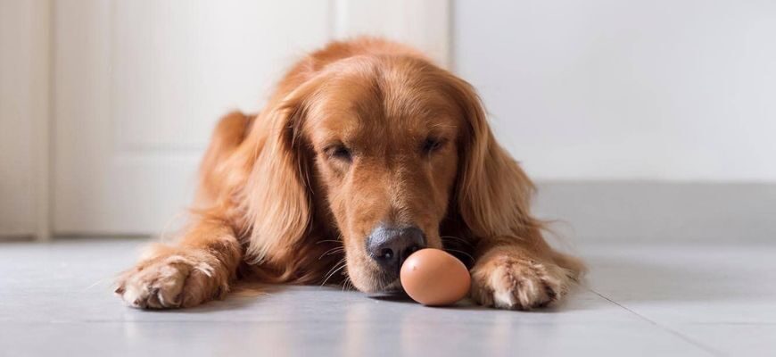 Можно ли собакам куриные яйца?
