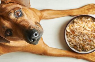 Можно ли собакам есть рис
