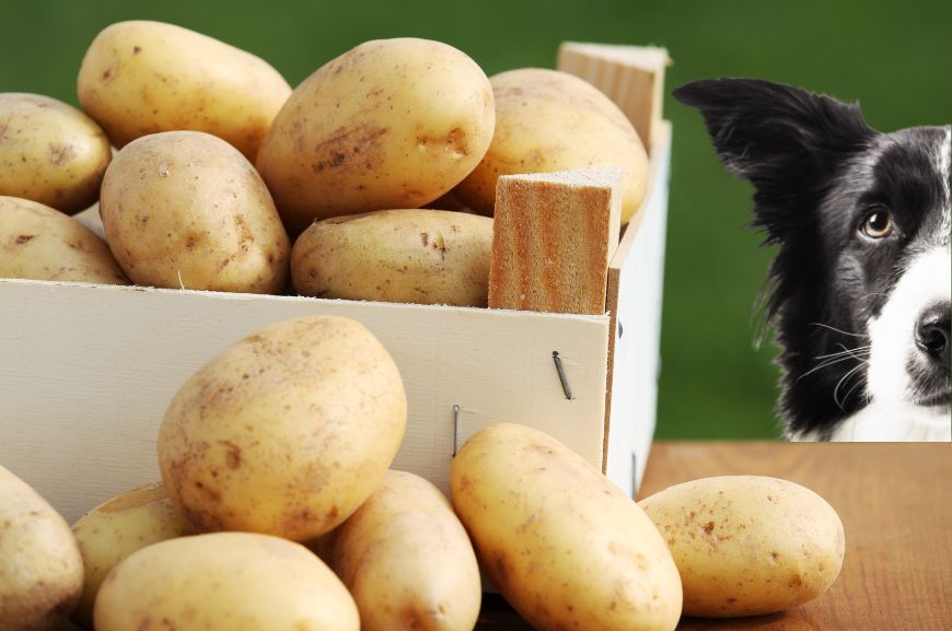 Можно ли собакам сырую картошку