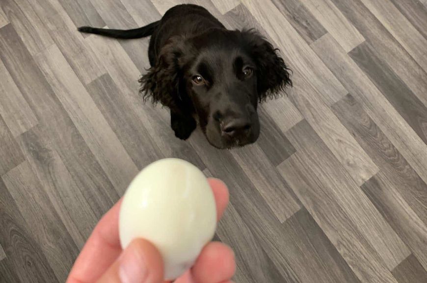 Можно ли собакам варёные яйца?