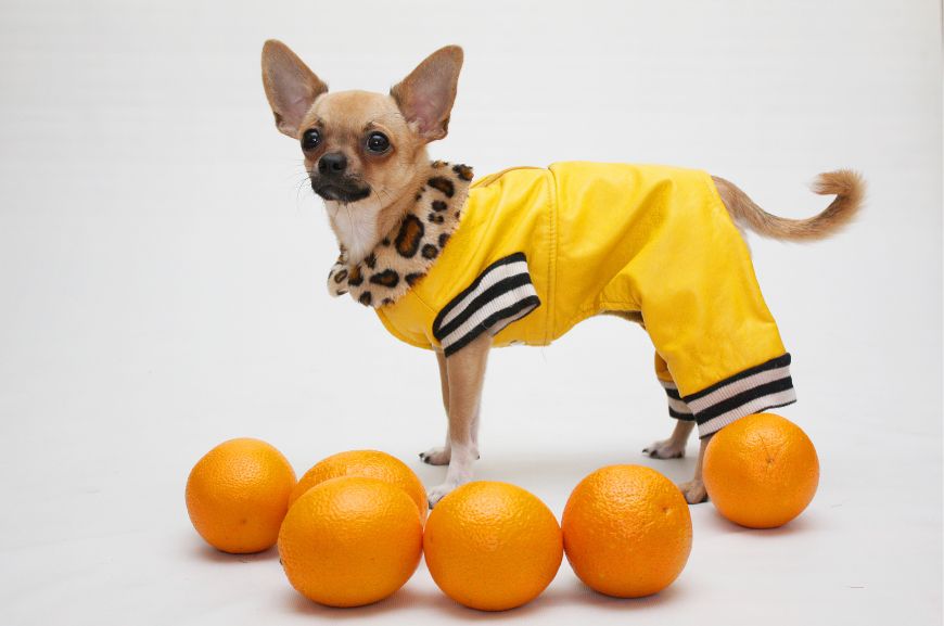 Можно ли собаке есть апельсины