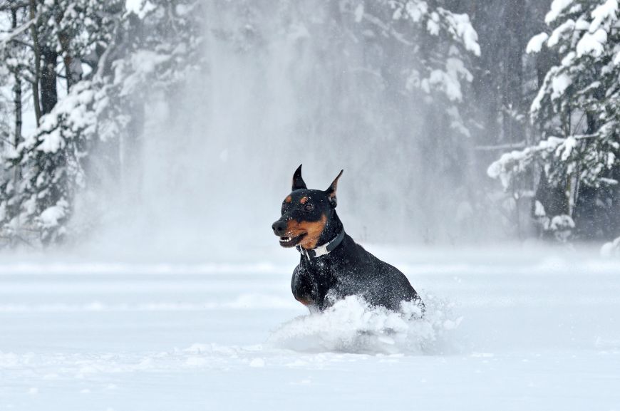 Немецкий пинчер бежит по снегу 