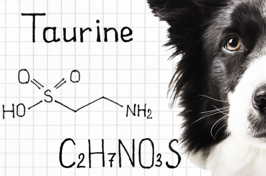 Нужен ли таурин для собак в качестве пищевой добавки?