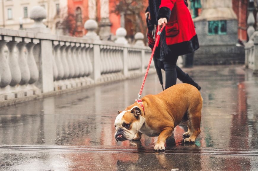 Собака не хочет гулять в плохую погоду 