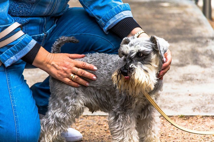 Шнауцер – одна из самых преданных пород собак в мире
