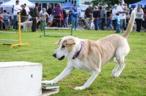 Флайбол для собак Флайбол с собакой