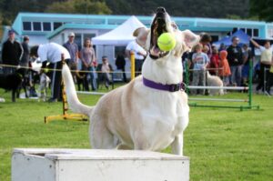 Собака ловит мяч – флайбол Соревнования по флайболу