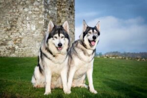 Инуиты «Игра Престолов»