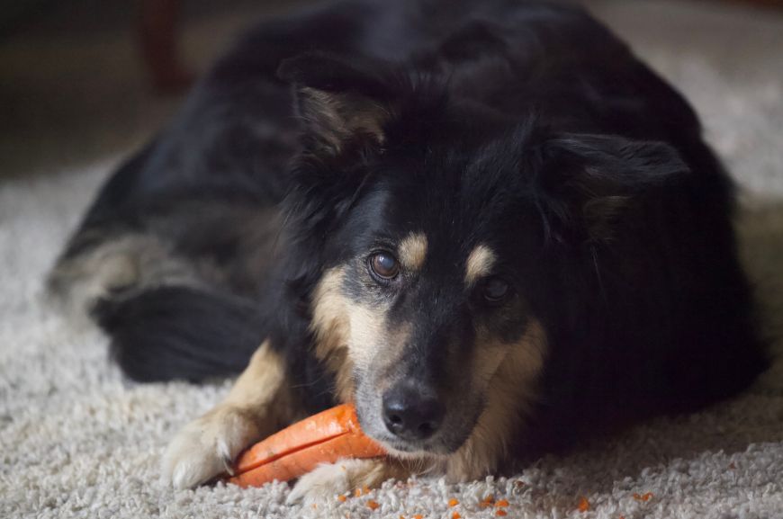 Как правильно кормить собаку морковью