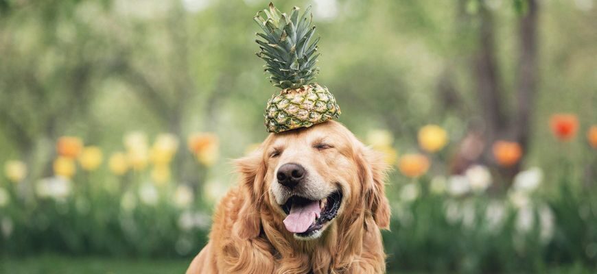 Можно ли собака ананас
