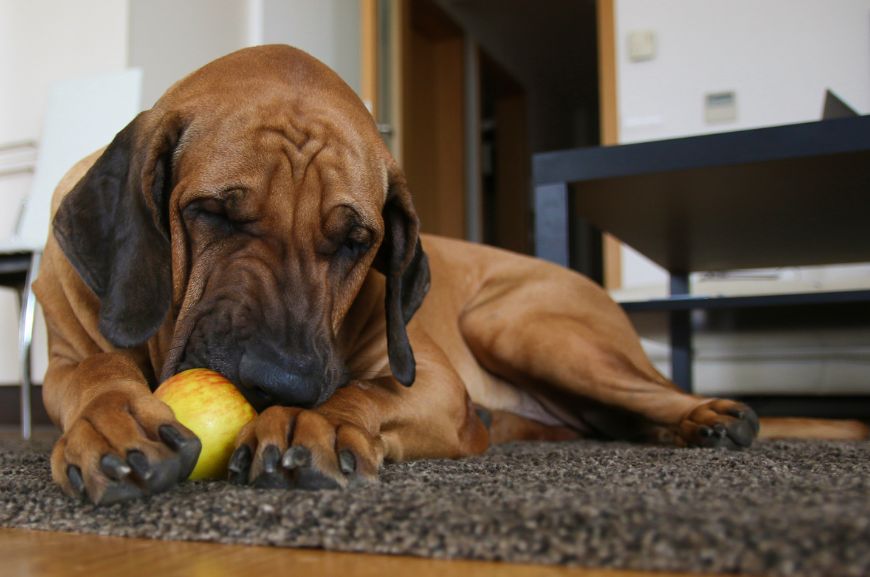 Можно ли собакам давать яблоки