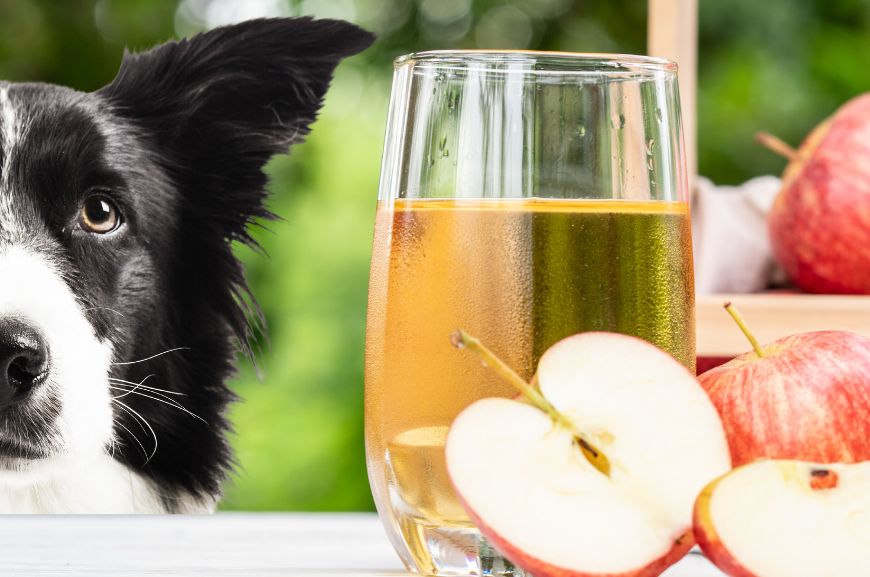 Можно ли собакам яблочный сок?