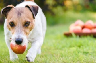 Можно ли собакам яблоки?