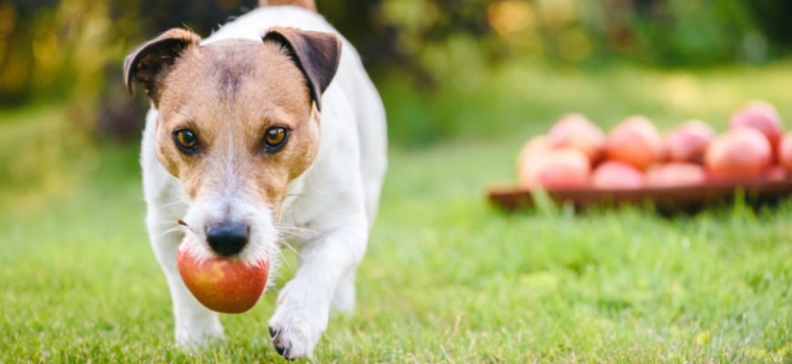 Можно ли собакам яблоки?