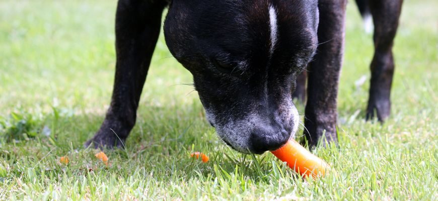 Можно ли собакам давать морковь