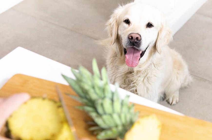 Можно ли собакам свежий ананас?