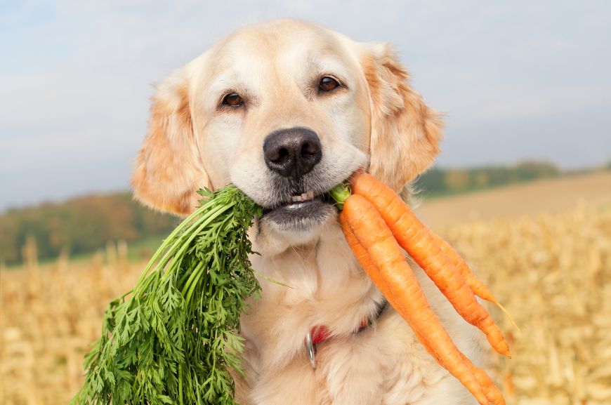 Можно ли собакам сырую морковь