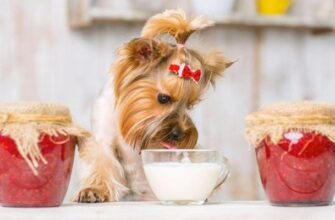 Можно ли собаке йогурт