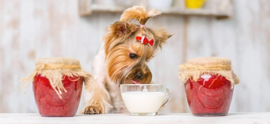 Можно ли собаке йогурт