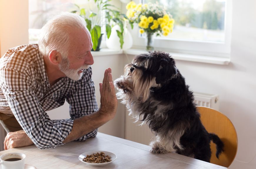 Понимают ли собаки человеческую речь?