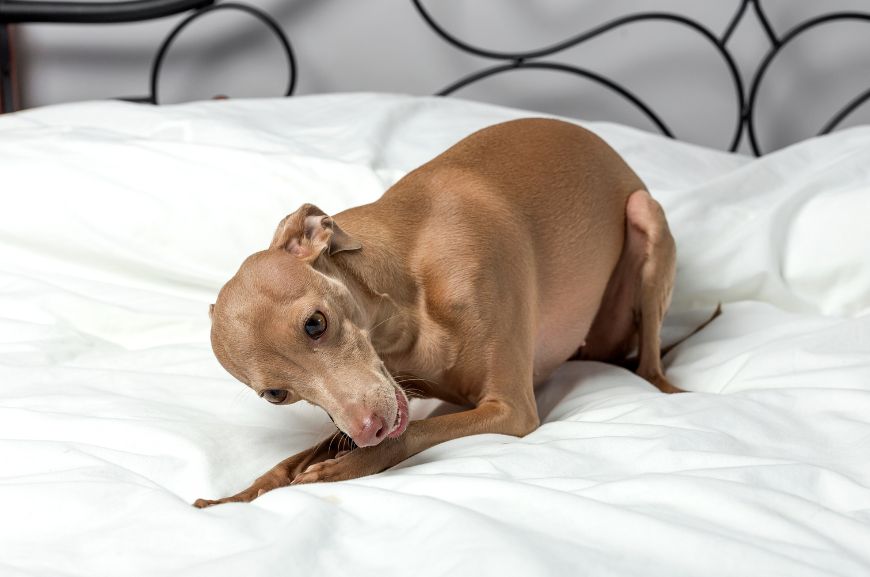 Почему собака копает в кровати?