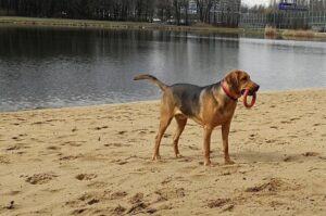 Польский огар с кольцом в зубах Польский огар держит кольцо в зубах