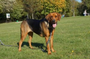 Краткие сведения о польском огаре Всё о польском огаре