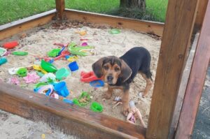 Щенок польской гончей собаки Щенок польского огара играет в песочнице
