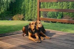 Польские гончие Польские огары: фото