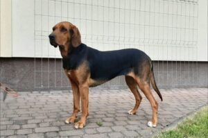 Огар польский Собака огар польский