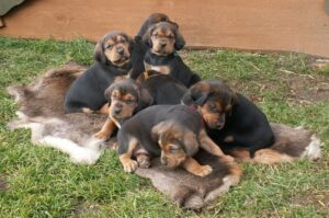 Щенки польской гончей собаки Щенята польского огара