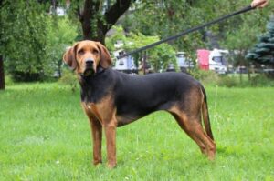 Польский огар Польский огар: фото