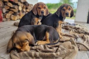 Щенки собаки породы польский огар Щенки польской гончей