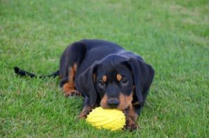 Щенок польского огара с игрушкой Щенок польского огара играет с игрушкой