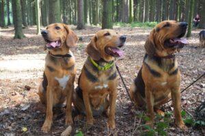 Собаки польские огары Польские огары