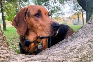 Красивый пёс породы польский огар Пёс породы польский огар