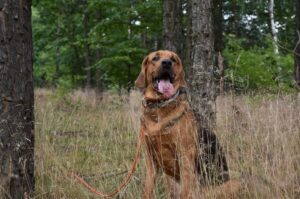 Польский огар в лесу Польский огар: фото в лесу