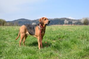 Фото польского огара Фото собаки породы польский огар