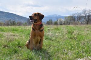 Пёс породы польский огар Собака польский огар