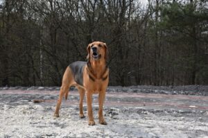 Порода собак польский огар Порода польский огар
