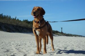 Фото польского огара Фото польской гончей