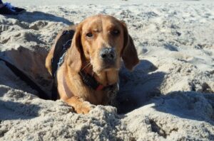 Польский огар греется на песочке Польский огар лежит на песочке