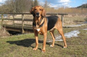 Польский огар: фото Собака польский огар