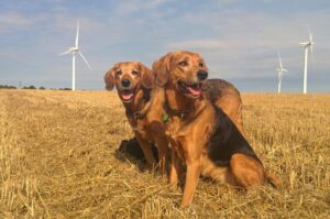 Польские гончие собаки Польские собаки огары